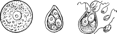 Evolution PNG 的图像结果