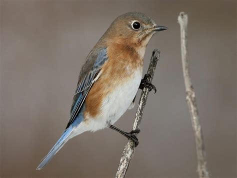 Eastern Bluebird - NestWatch