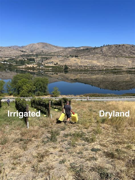 What is the difference between dryland and irrigated farming?
