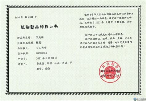 全国首个！长江大学培育的“凤尾楠”获国家植物新品种保护授权-长江大学新闻网