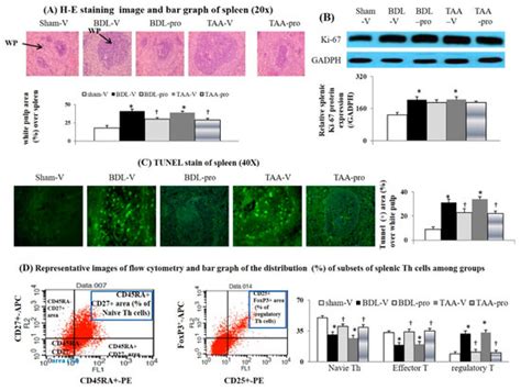 Propranolol Suppresses the T-Helper Cell Depletion-Related Immune ...
