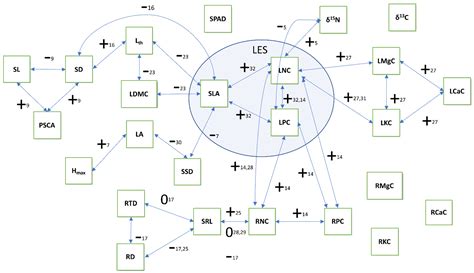Functional Traits of a Rainforest Vascular Epiphyte Community: Trait ...