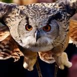 Transiting Mercury on natal Pluto: focused and intense mind