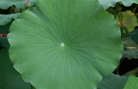 莲叶 的图像结果