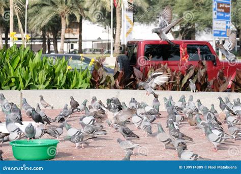 Doves stock image. Image of multi, flight, dive, doves - 139914889