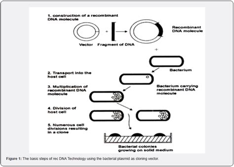 Recombinant DNA Technology Steps 的图像结果