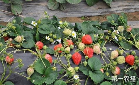 冬季草莓怎么种植？冬季大棚草莓的栽培技术要点 - 种植技术 - 第一农经网