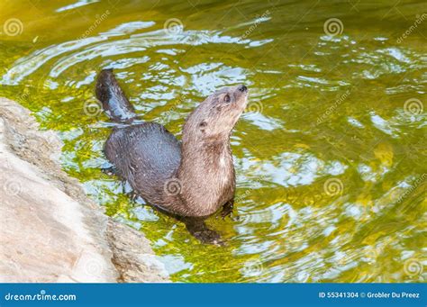 Spotted-necked otter stock photo. Image of african, africa - 55341304