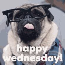 Wednesday GIF - Wednesday - Discover & Share GIFs