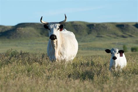 British White Park Cattle
