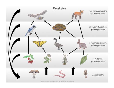 Lake Pond Ecosystem Food Chain