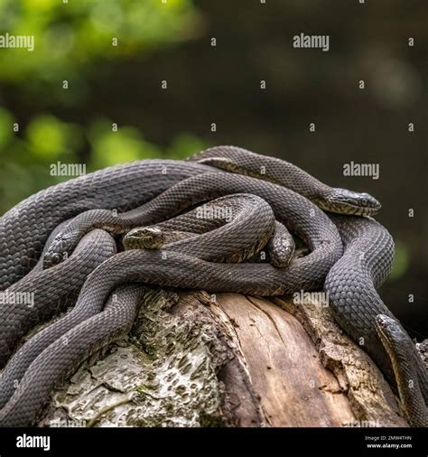 Water Moccasin Nest