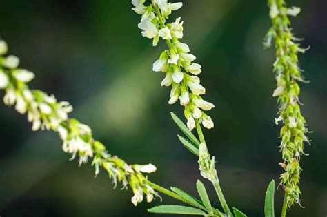 Le mélilot (Melilotus albus): reconnaissance, récolte et cuisine - Cueilleurs Sauvages