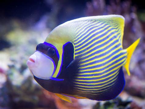 Image result for butterfly fish