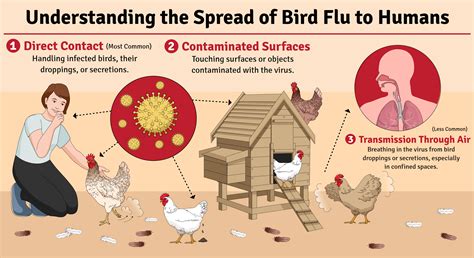 Bird Flu - Infographic templates