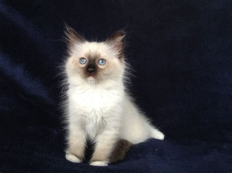 Ragdoll Cats in many Colors and Patterns -Jamila's Ragdolls in 2021 ...