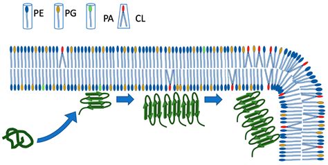 The Amyloid Assembly of the Bacterial Hfq Is Lipid-Driven and Lipid ...