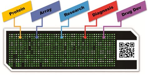 Microarray Kit 的图像结果