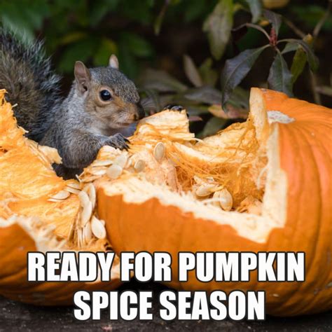 Enjoy Fall With These 12 Funny Pumpkin Spice Memes