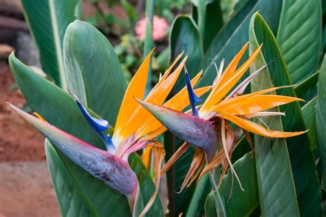Bird Of Paradise Varieties - Learn About Different Bird Of Paradise ...