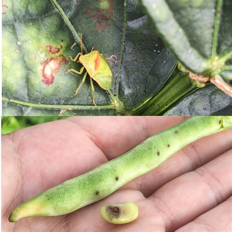 The Redbanded Stink Bug – Florida Crops