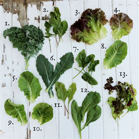 Green Leaf Salad Types at Karen Evans blog