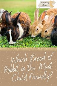 Image result for Baby English Lop Rabbit
