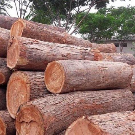 Shri Ganesh Fire Wood Supplier - Neem Wood Logs Manufacturer and ...