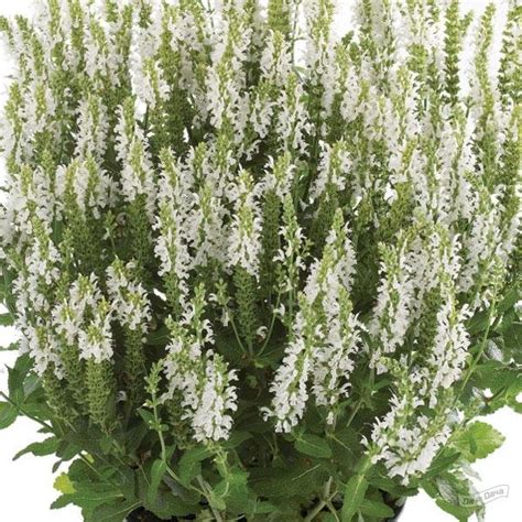 Шалфей дубравный Сенсейшен Вайт (Sensation White) (Salvia nemorosa ...