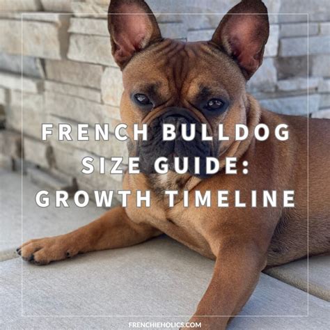 Average Size Of A French Bulldog: What To Expect For Your Pet
