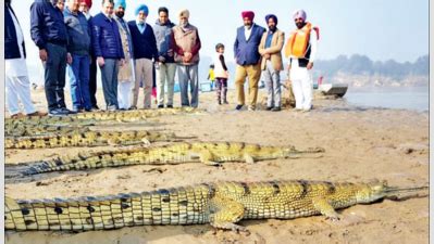 Tide turns, gharials swim back from brink of extinction | Chandigarh ...