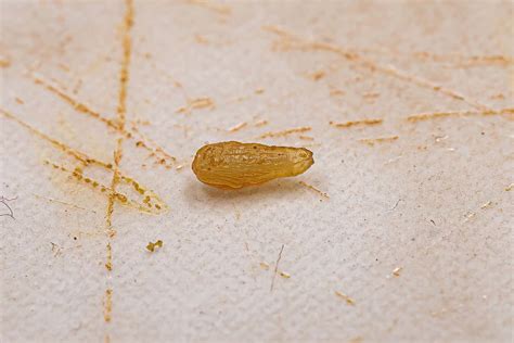 List of Ways to Find and Remove Tapeworms in Dogs - A-Z Animals