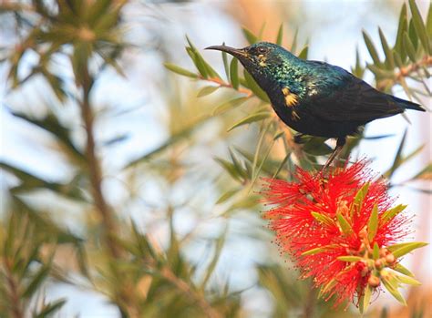 Purple Sunbird - Nectarinia asiatica - Nectariniidae - Birds of India ...