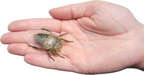 Zugar Land Large 2-3 Insect Set (12 Pieces) Plastic. 12 India | Ubuy