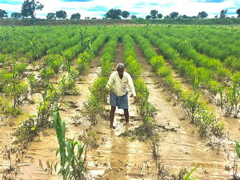 Bijapur district estimated to have incurred loss to 14,000 hectares of ...