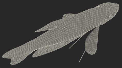 Tropical Gourami Fish Rigged for Maya 3D | 3D Molier International