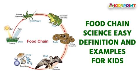 Science Food Chain 的图像结果