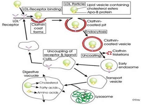Figure 6: Receptor mediated endocytosis: Cholestrol uptake