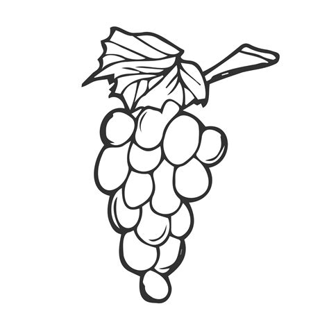 Grapes Outline Picture