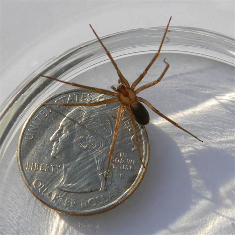 Collection 92+ Pictures Photos Of Brown Recluse Spider Full HD, 2k, 4k