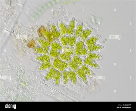 Light gray microscope hi-res stock photography and images - Alamy