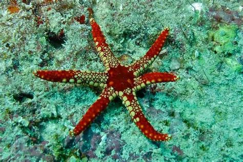 Echinoderms Examples 的图像结果