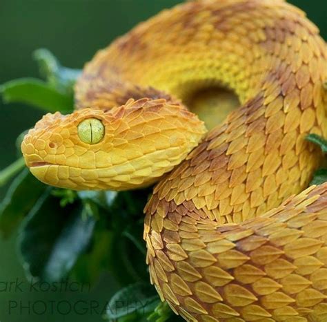 San diego zoo employee hospitalized after being bitten by venomous snake – Artofit