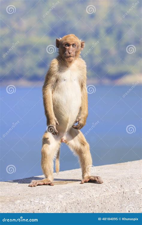 Full Body Of Young Male Natural Wild Rhesus Macaque Monkey Stand Stock ...