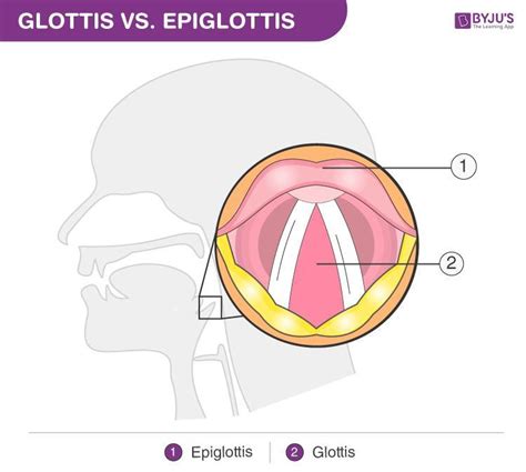 What is the difference between glottis and epiglottis.Give a diagram ...
