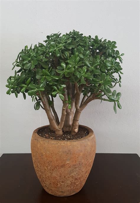 jade plants for sale Jade portulacaria afra succulent fine succulents pot leaved easy food ...