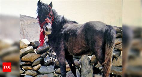 Himachal Pradesh: Against odds, sturdy Chamurthi horses return from ...
