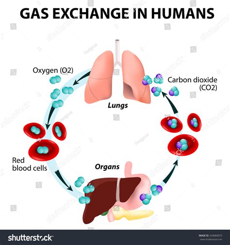 Gas Exchange In Humans. Path Of Red Blood Cells. Oxygen Transport Cycle ...