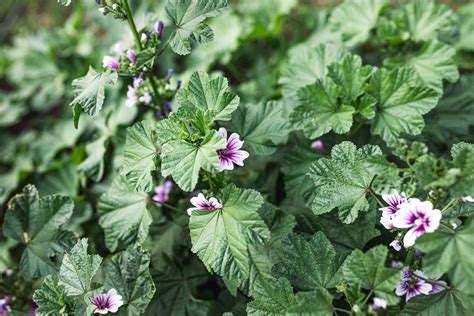 Hardy geranium guide: how to grow , How To Propagate Geraniums? Updated ...