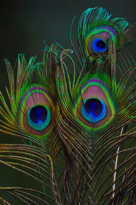 [200+] Peacock Pictures | Wallpapers.com